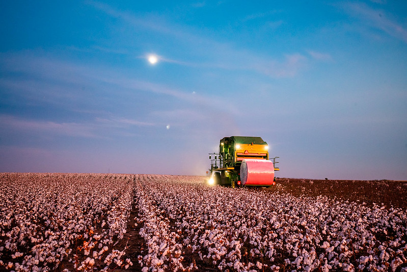 Growing America’s Cotton Crop