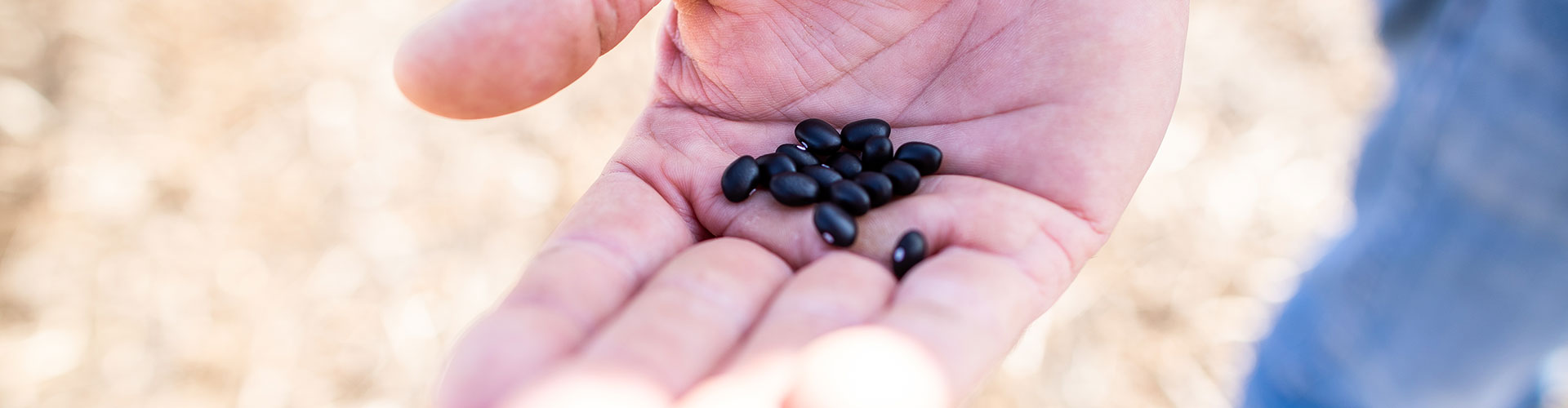 Grower holding black beans in field