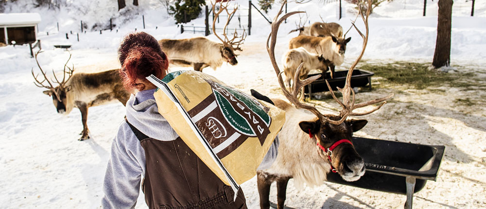 A woman carries a bag of Payback reindeer pellets to reindeer.