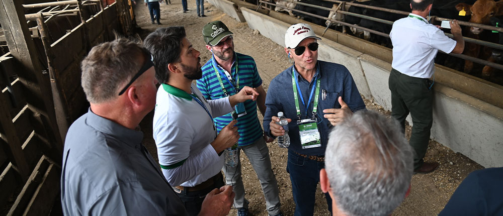 A group of men talking in a cattle barn filled with cattle