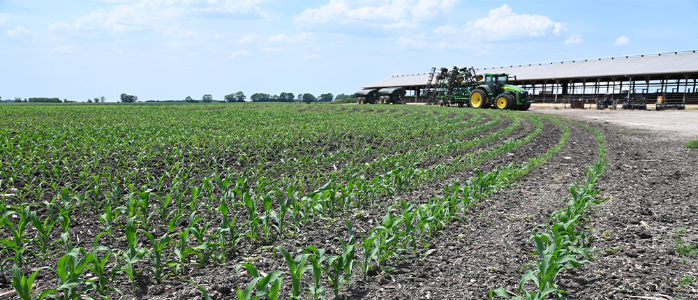 Corn field by cattle barn